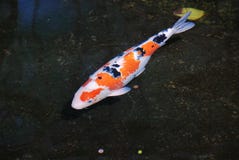 Variopinto - nuoto nero arancio bianco di koi nello stagno immagini stock libere da diritti Variopinto - nuoto nero arancio bianco di koi nello stagno immagini stock libere da diritti