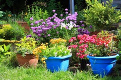 Various colorful flowers in the home garden Royalty Free Stock Photo Various colorful flowers in the home garden Royalty Free Stock Photo