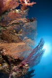 Various Species Of Colorful Fan Coral And Sunball. Stock Photo Various Species Of Colorful Fan Coral And Sunball. Stock Photo