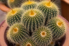 Variétés d'usine de cactus dans le pot Fermez-vous vers le haut de la vue Foyer sélectif image stock Variétés d'usine de cactus dans le pot Fermez-vous vers le haut de la vue Foyer sélectif image stock