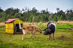 Varken het spelen met hond, Chiloe-Eiland, Chili royalty-vrije stock foto Varken het spelen met hond, Chiloe-Eiland, Chili royalty-vrije stock foto