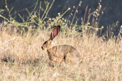 Varning Svart-tailed kamouflerad Jackrabbit Lepuscalifornicus arkivfoton Varning Svart-tailed kamouflerad Jackrabbit Lepuscalifornicus arkivfoton