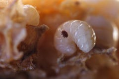 Varroa stock image Varroa stock image