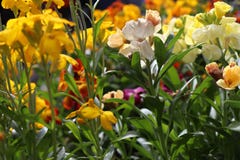 Vast colourful collection of flowers stock photography Vast colourful collection of flowers stock photography