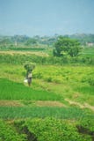 Vaste des gisements de verdure de Java Land image libre de droits Vaste des gisements de verdure de Java Land image libre de droits