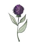 Vattenfärg stiliserad blomma av större kardborre royaltyfri illustrationer Vattenfärg stiliserad blomma av större kardborre royaltyfri illustrationer