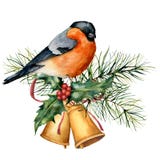 Vattenfärgjulkort med domherren och feriedesign Handen målade fågeln med klockor, järnek, den röda pilbågen, bär, gran stock illustrationer Vattenfärgjulkort med domherren och feriedesign Handen målade fågeln med klockor, järnek, den röda pilbågen, bär, gran stock illustrationer