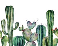 Vattenfärgkaktusmodell Utdragen sömlös prydnad för hand med ökenväxter som isoleras på vit bakgrund Blomningkakturs royaltyfri illustrationer Vattenfärgkaktusmodell Utdragen sömlös prydnad för hand med ökenväxter som isoleras på vit bakgrund Blomningkakturs royaltyfri illustrationer