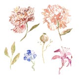 Vattenfärgpionblommor i moderiktig beige och rosa färg med sidor som isoleras på vit bakgrund Botanisk illustratration royaltyfri illustrationer Vattenfärgpionblommor i moderiktig beige och rosa färg med sidor som isoleras på vit bakgrund Botanisk illustratration royaltyfri illustrationer