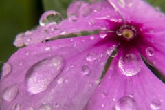 Vattenregndroppar som faller från blomman arkivbilder Vattenregndroppar som faller från blomman arkivbilder