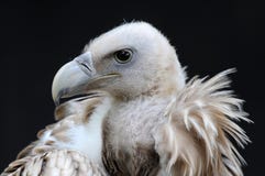 vautour image stock vautour image stock