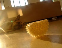 Vecchio cane stanco, mettente sul pavimento, all'interno, con protagonista ad un giocattolo bianco dell'animale domestico di gomm immagine stock libera da diritti Vecchio cane stanco, mettente sul pavimento, all'interno, con protagonista ad un giocattolo bianco dell'animale domestico di gomm immagine stock libera da diritti