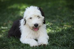 Vecchio cucciolo inglese del cane pastore fotografie stock Vecchio cucciolo inglese del cane pastore fotografie stock