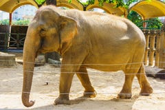 vecchio elefante fotografie stock libere da diritti vecchio elefante fotografie stock libere da diritti