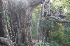 Vecchio grande albero di banyan in foresta verde-cupo con le grandi radici immagine stock Vecchio grande albero di banyan in foresta verde-cupo con le grandi radici immagine stock