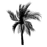 Vecter of palm trees, coconut tree. stock illustration Vecter of palm trees, coconut tree. stock illustration