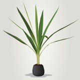 Vecteur réaliste de plante d'intérieur dans la cuvette illustration libre de droits Vecteur réaliste de plante d'intérieur dans la cuvette illustration libre de droits