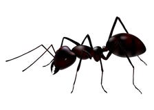 Vector Ant Stock Images Vector Ant Stock Images