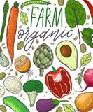 Vector big set of vegetables in a realistic sketch style. Healthy food, natural product, vegetable farm, vegan food, sports nutrit royalty free illustration Vector big set of vegetables in a realistic sketch style. Healthy food, natural product, vegetable farm, vegan food, sports nutrit royalty free illustration