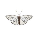 Vector blanco de la mariposa libre illustration Vector blanco de la mariposa libre illustration