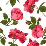 Webbotanical seamless pattern with Luxurious bright red roses fl royalty free illustration Webbotanical seamless pattern with Luxurious bright red roses fl royalty free illustration