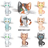 Vector British Shorthair Cats Of Various Colors Royalty Free Stock Photos