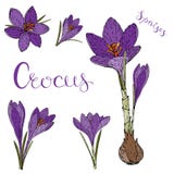 Vector card with crocuses royalty free illustration Vector card with crocuses royalty free illustration