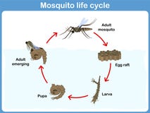 Vector Cycle of mosquito for kids