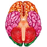 Vector de la opinión del superficie inferior del cerebro humano ilustración del vector Vector de la opinión del superficie inferior del cerebro humano ilustración del vector