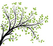 Free Vector - Decorative Branch Royalty Free Stock Photo - 23514815