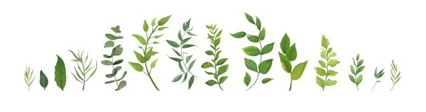 Vector designer elements set collection of green forest fern, tr