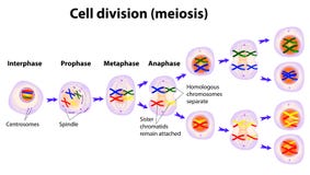 Vector diagram of the meiosis phases