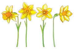 Vector die met overzichts gele narcissen of gele narcisbloemen wordt geplaatst die op wit worden geïsoleerd Overladen bloemenelem Royalty-vrije Stock Afbeelding Vector die met overzichts gele narcissen of gele narcisbloemen wordt geplaatst die op wit worden geïsoleerd Overladen bloemenelem Royalty-vrije Stock Afbeelding