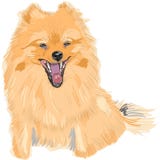 vector Dog German Toy Pomeranian breed smile Stock Photography vector Dog German Toy Pomeranian breed smile Stock Photography