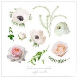 Vector elements flower collection of Pink white garden rose and