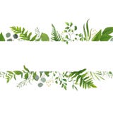 Vector floral greenery card design: Forest fern frond Eucalyptus