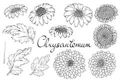 Vector floral illustration with chrysanthemum. Isolated elements on a white background. Monochrome contour golden-daisy for your vector illustration Vector floral illustration with chrysanthemum. Isolated elements on a white background. Monochrome contour golden-daisy for your vector illustration