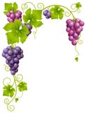 Vector grape frame stock illustration Vector grape frame stock illustration