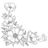 Vector hand drawing corner bouquet with outline Anemone flower or Windflower, bud and leaf in black isolated on white background. royalty free illustration Vector hand drawing corner bouquet with outline Anemone flower or Windflower, bud and leaf in black isolated on white background. royalty free illustration