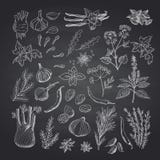 Vector hand drawn herbs and spices on black chalkboard illustration vector illustration Vector hand drawn herbs and spices on black chalkboard illustration vector illustration
