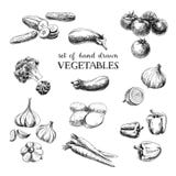 Vector hand drawn sketch vegetable set. Eco foods