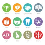 Vector icon set of human internal and external organs in flat style