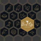 Vector icon set of icons inscribed in honeycombs on the theme of the wild life of birds. royalty free illustration Vector icon set of icons inscribed in honeycombs on the theme of the wild life of birds. royalty free illustration