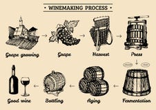 Vector il infographics dell'uva con le illustrazioni del processo della cantina Disegni schizzati degli elementi difabbricazione illustrazione vettoriale Vector il infographics dell'uva con le illustrazioni del processo della cantina Disegni schizzati degli elementi difabbricazione illustrazione vettoriale