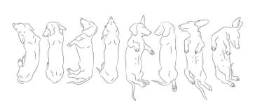 Vector illustration of a dachshund who lies, drawing lines vector illustration Vector illustration of a dachshund who lies, drawing lines vector illustration