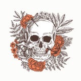 Floral human skull. Tattoo anatomy vintage illustration. Vector illustration stock illustration Floral human skull. Tattoo anatomy vintage illustration. Vector illustration stock illustration