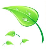 Vector illustration green leaf stock illustration Vector illustration green leaf stock illustration