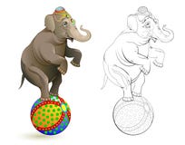 Fantasy illustration of cute elephant dancing on a ball at circus performance. Colorful and black and white page for coloring book vector illustration Fantasy illustration of cute elephant dancing on a ball at circus performance. Colorful and black and white page for coloring book vector illustration