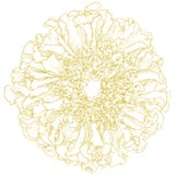 Vector Marigold Flower. Stock Photography