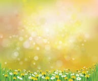 Vector nature spring background with chamomiles an royalty free illustration Vector nature spring background with chamomiles an royalty free illustration